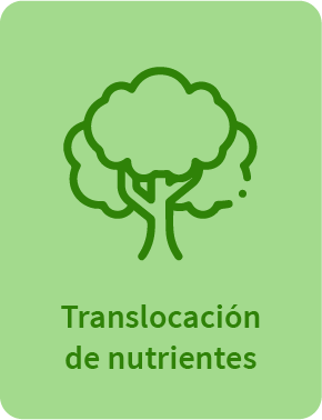 translocacion de nutrientes