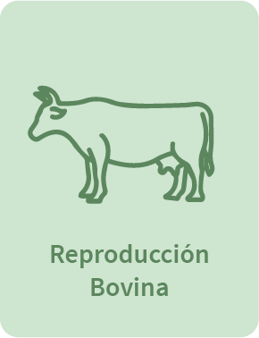 REProducción Bovina